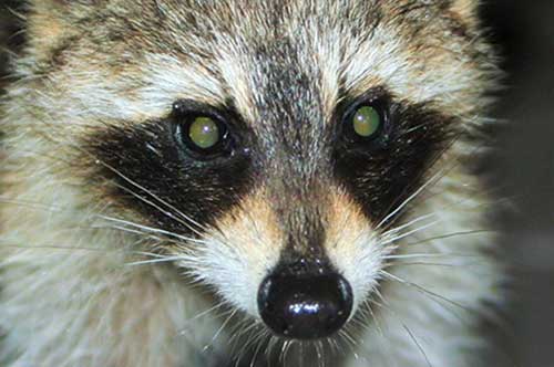 Protect your chimney from unwanted guests